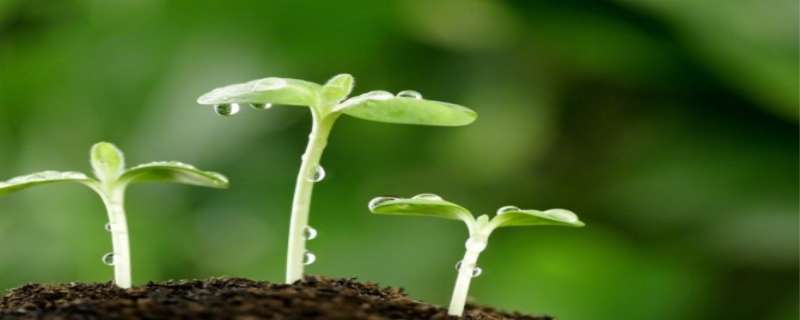 种子怎么发芽快（豌豆种子怎么发芽快）
