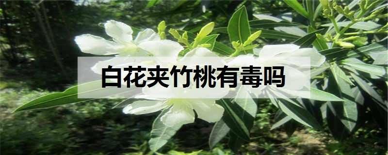 白花夹竹桃有毒吗 