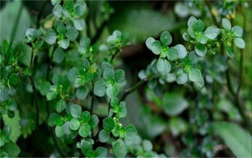 养花的土哪里挖最好 自制花土最简单的方法