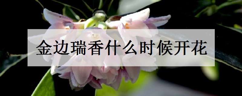 金边瑞香什么时候开花 金边瑞香什么时候开花,花期有多长
