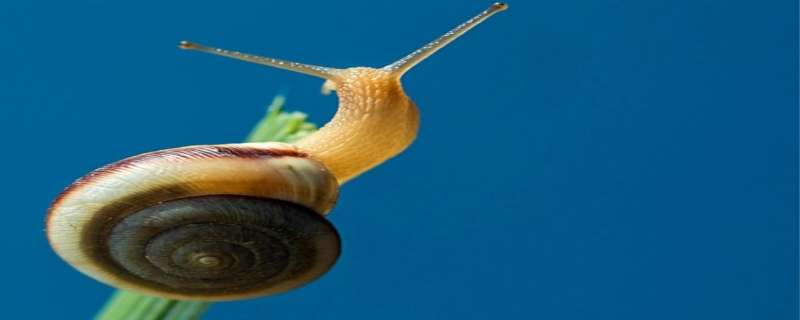 蜗牛有几颗牙齿 蜗牛有几颗牙齿?叫什么?