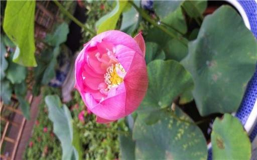 家里为什么不能养荷花 家里为什么不能养荷花家里养荷花好吗