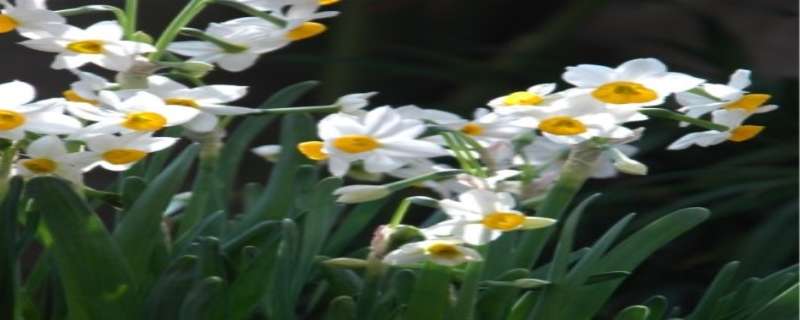 水仙花叶子发黄怎么回事（水仙花叶子发黄怎么回事啊）