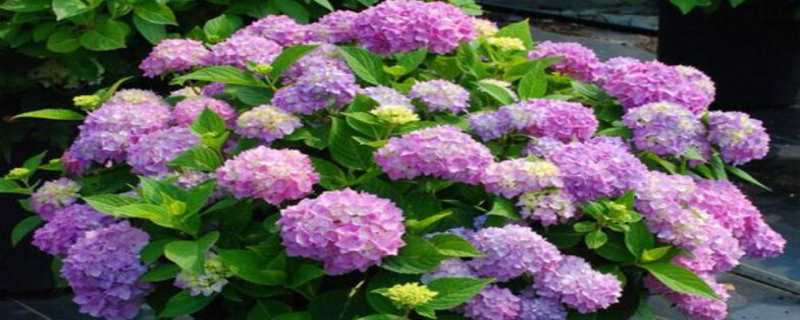 八仙花可以在在北方过冬吗 八仙花可以在在北方过冬吗