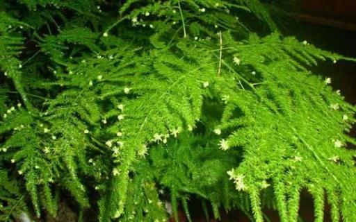 文竹变黄了还能恢复吗 文竹变黄了还能恢复吗