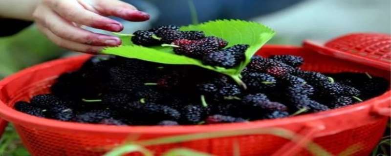 桑葚什么时候成熟什么季节成熟 桑葚啥时候成熟啥季节