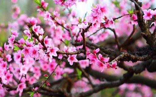 2022年桃花盛开是什么季节 今年桃花什么时候开