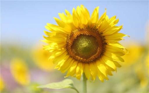 太阳花四季都开花吗 太阳花四季都开花吗怎么养