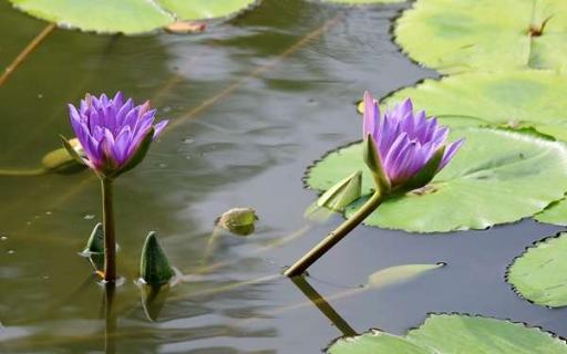 紫色莲花的花语是什么（紫色莲花的花语是什么意思）