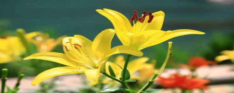 百合花香对人体有什么影响 黄天霸百合花香对人体有什么影响