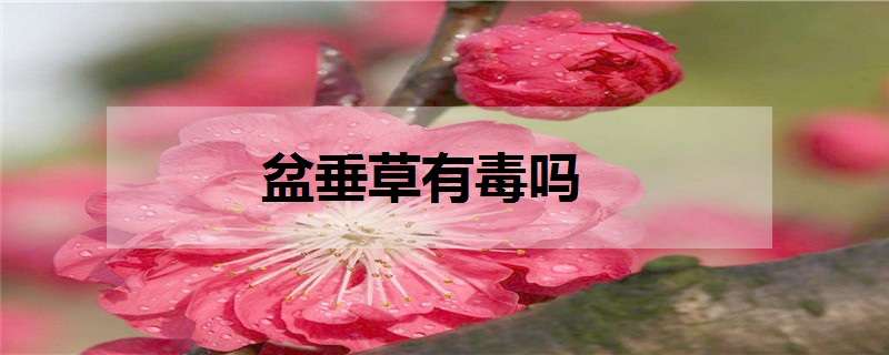 盆垂草有毒吗 盆垂草有什么副作用