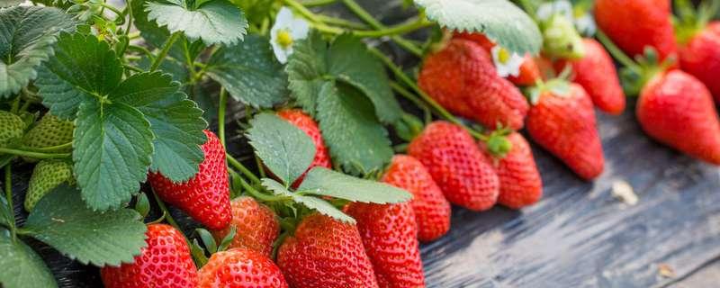 在种植草莓过程中需要补钙吗（在种植草莓过程中需要补钙吗视频）