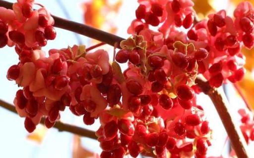 红豆花的花语代表着什么 红豆花的花语是什么