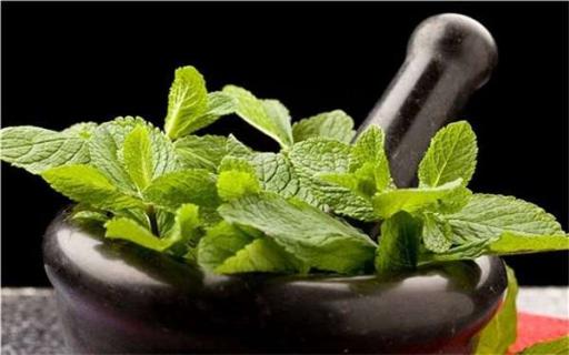 薄荷喜欢酸还是碱土壤 薄荷喜欢酸还是碱土壤好