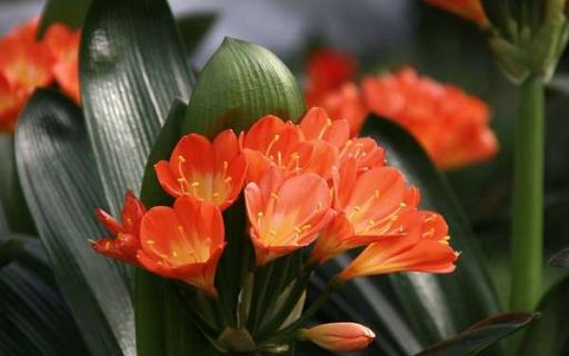 室内适宜盆栽的花卉（室内适宜盆栽花卉好养的净化空气）