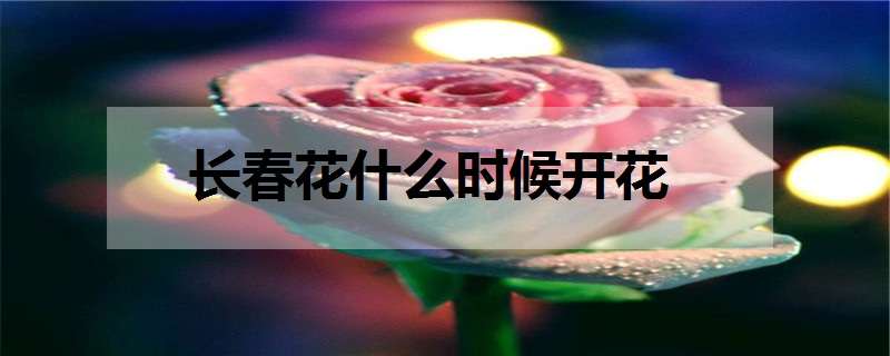 长春花什么时候开花 长春花什么时候开花?