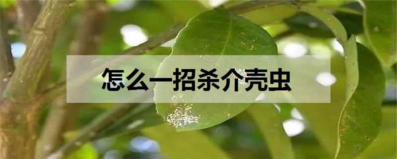 怎么一招杀介壳虫 杀介壳虫最好的药