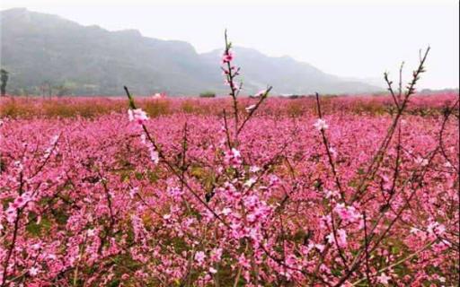 桃花什么时候开（桃花什么时候开花几点钟开花）