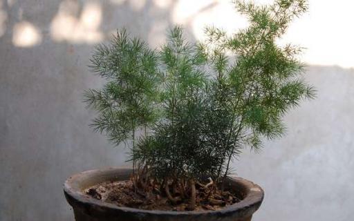 适合放客厅的大盆绿植有哪些（适合放客厅的大盆绿植有哪些呢）