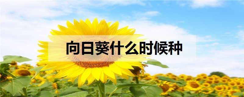 向日葵什么时候种