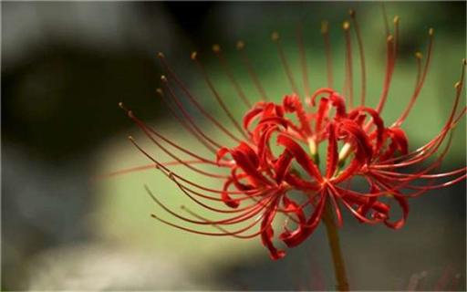 花的叶子变黄怎么救活（花叶黄了怎么补救）