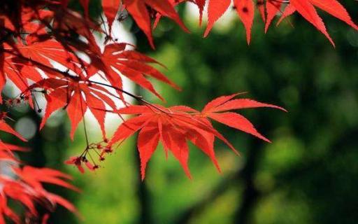 红枫哪个品种最珍贵 红枫树哪个品种最红