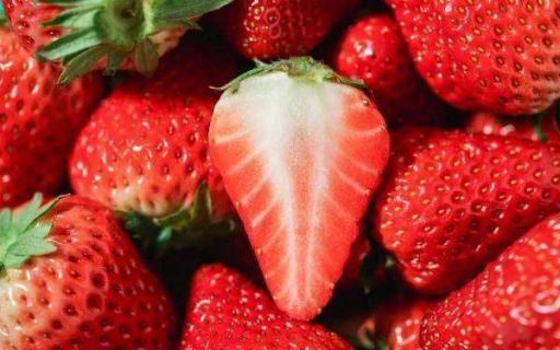 草莓是多年生草本植物吗 能养活多久