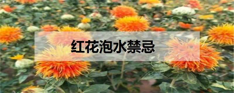 红花泡水禁忌（红花泡水禁忌必知哪些）