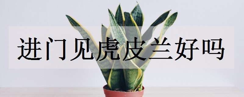 进门见虎皮兰好吗