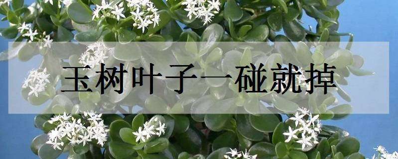 玉树叶子一碰就掉怎么办 玉树叶子一碰就掉怎么办呢