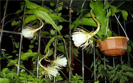 家里养昙花吉利吗（家里养昙花吉利吗风水好吗）