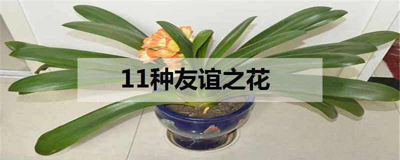 11种友谊之花 11种友谊之花图片