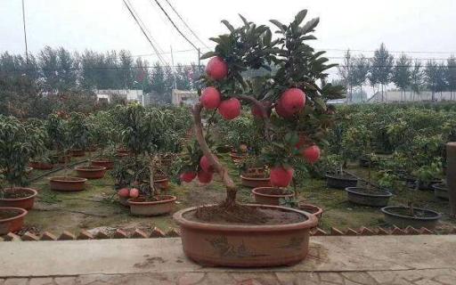 苹果树盆栽叶子干焦怎么办（盆栽苹果树树叶枯萎干枯）