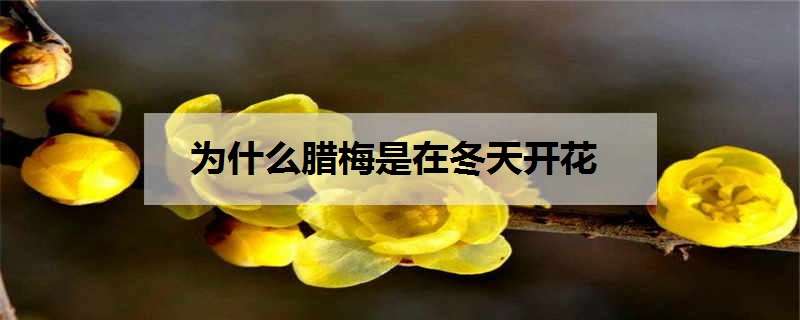 为什么腊梅是在冬天开花（腊梅花为什么在冬天开放）