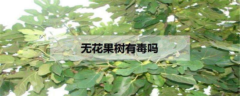 无花果树有毒吗