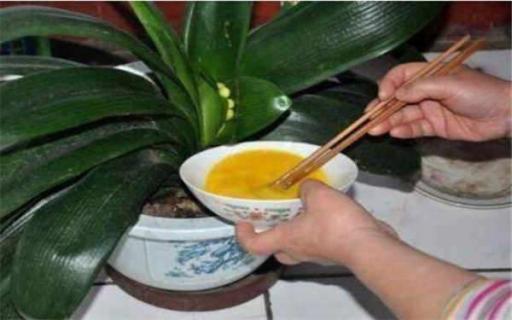 鸡蛋水能浇花吗 鸡蛋水能浇花吗怎么浇