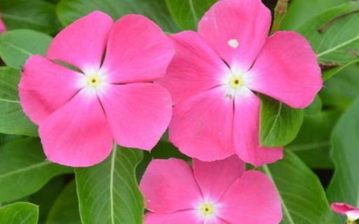 长春花怎么水培生根 长春花水培生根后怎么土培