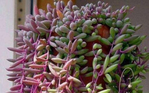 养紫玄月的好处有哪些 紫玄月养植方法