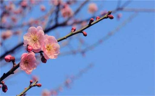 怎么让枯死的梅花重新发芽 梅花发芽又枯萎了