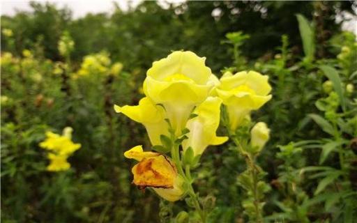 一个花盆种几棵辣椒好 一个花盆可以种几棵辣椒