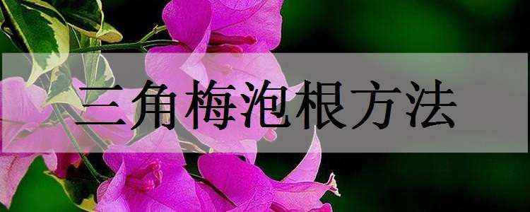 三角梅泡根方法 三角梅泡根多长就能土栽了