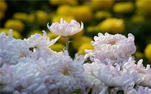 菊花修剪在几月份（菊花啥时候修剪）