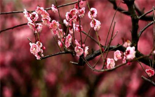 梅花干枯后怎么救活 梅花枯萎了怎么办