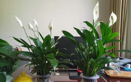 什么开花植物适合在室内养（什么开花植物适合在室内养而且好活）