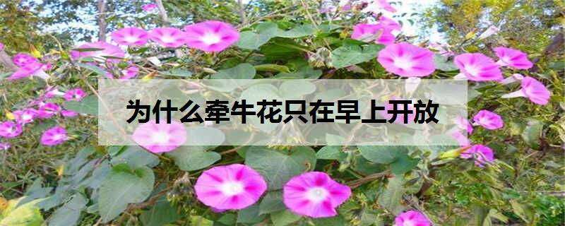 为什么牵牛花只在早上开放（牵牛花为什么会在早上开花）