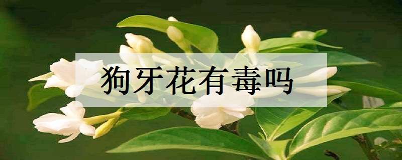 狗牙花有毒吗（狗牙花为什么是死人花）