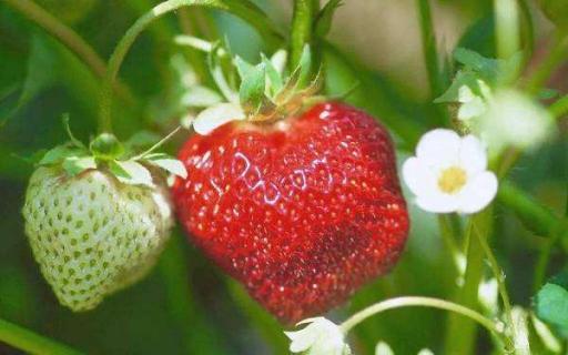 草莓是多年生草本植物吗 草莓是多年生草本植物吗为什么