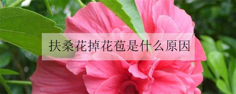 扶桑花掉花苞是什么原因 扶桑花掉花蕾什么原因