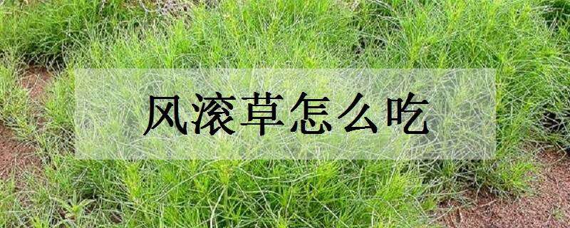 风滚草怎么吃 风滚草在中国叫什么