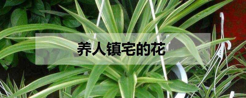 养人镇宅的花